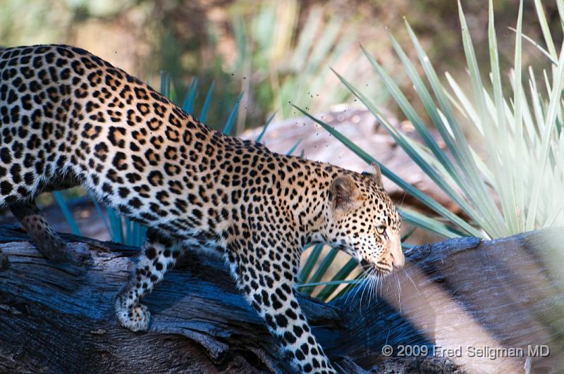 20090615_095715 D300 (1) X1.jpg - Leopard in Okavanga Delta, Botswana